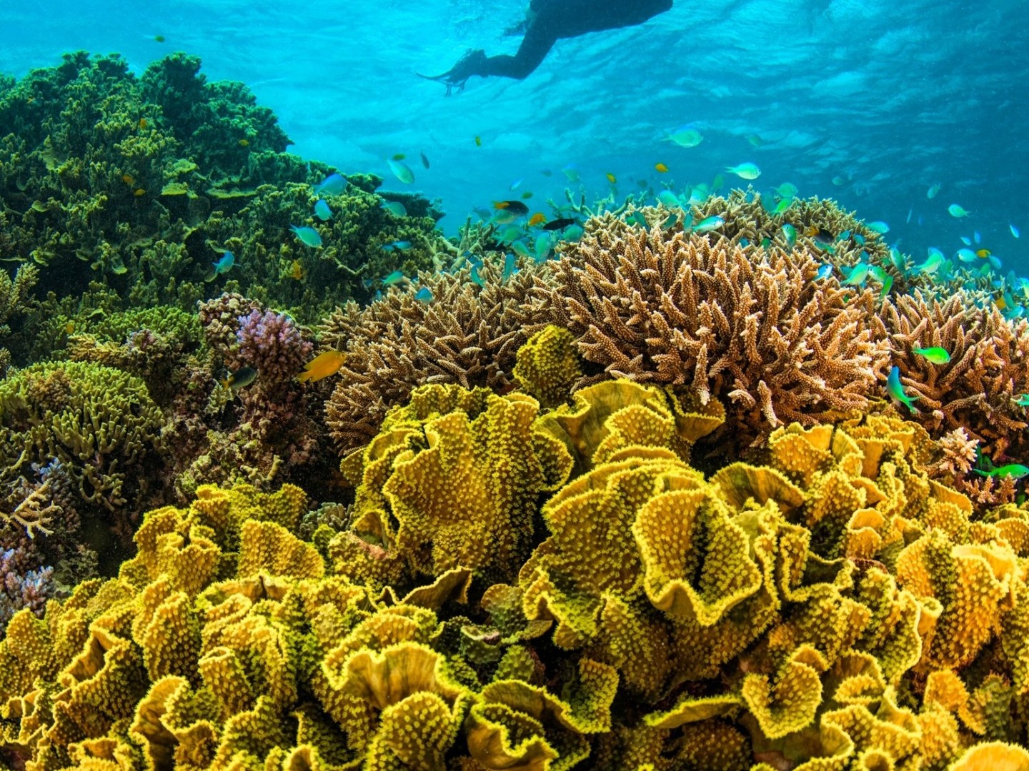 underwater view of a coral
